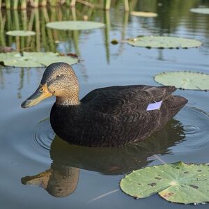 Avian X Fully Flocked Top Flight Duck Decoy Black Mallard Floater Hunting Season